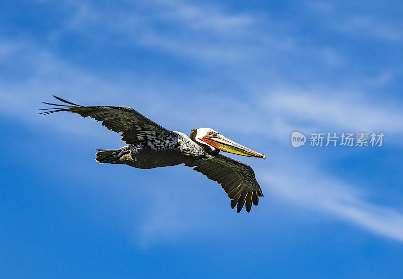 褐鹈鹕(Pelecanus occidentalis)是鹈鹕科的一种鸟，是美洲发现的三种鹈鹕之一，也是两种潜入水中觅食的鸟类之一。洛雷托湾国家海洋公园，墨西哥下加利福尼亚。飞行。